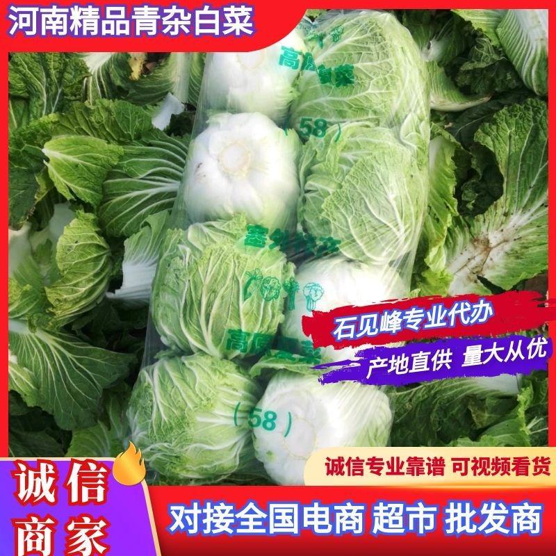 河南大白菜，青杂三号白菜产地直供货源充足代发全国