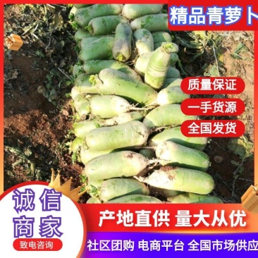 河南萝卜精品青萝卜大量有货一手货源价格实惠欢迎联系