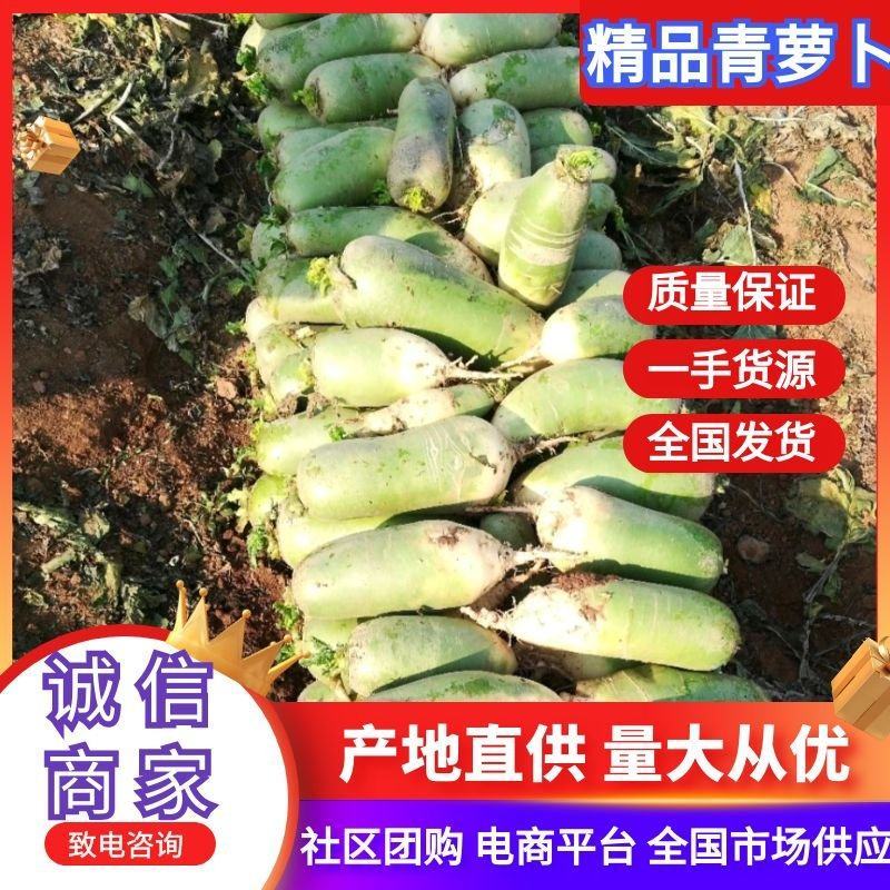 河南萝卜精品青萝卜大量有货一手货源价格实惠欢迎联系