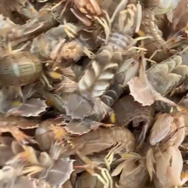 鲜活大皮皮虾皮虾虾爬子爬虾虾蛄