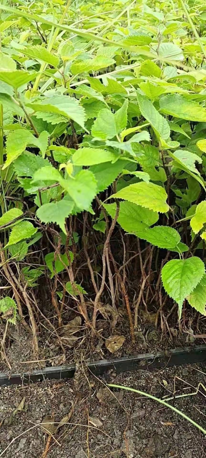 组培杂交构树苗，用于养殖，荒山复绿，道路护坡，成活率高