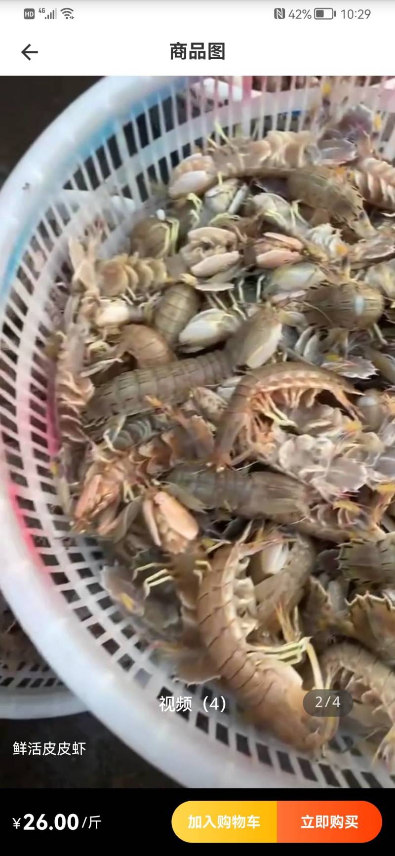 鲜活大皮皮虾皮虾虾爬子爬虾虾蛄