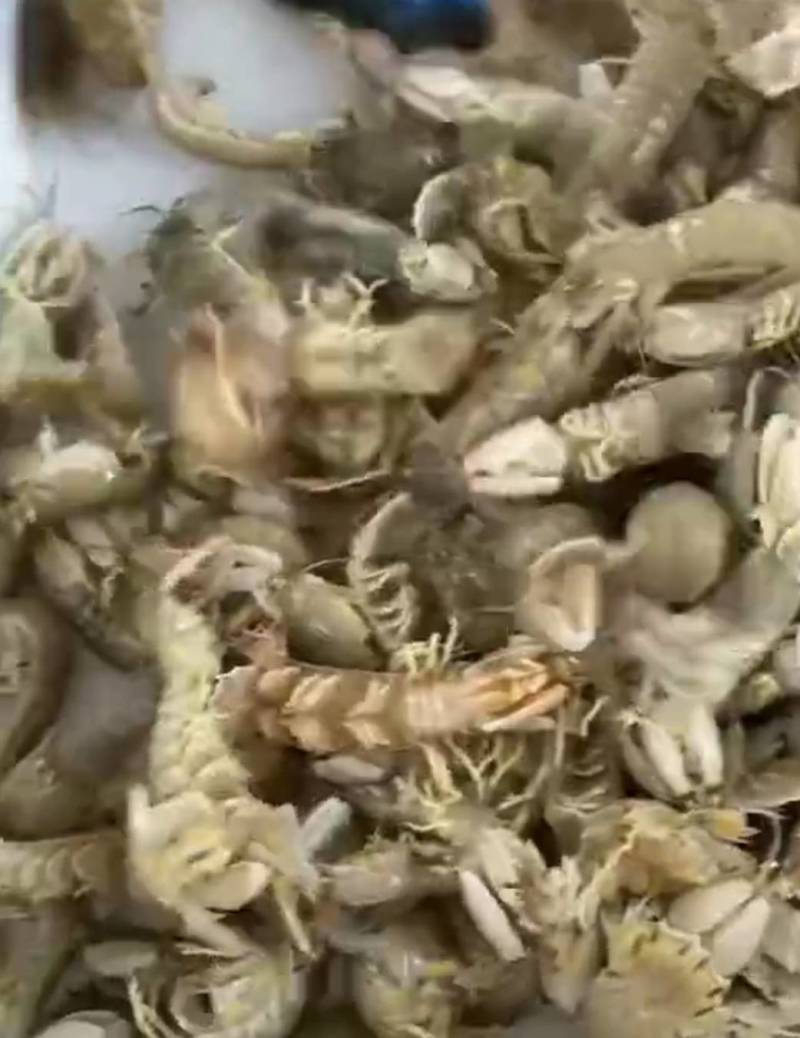 鲜活大皮皮虾皮虾虾爬子爬虾虾蛄