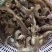 鲜活大皮皮虾皮虾虾爬子爬虾虾蛄