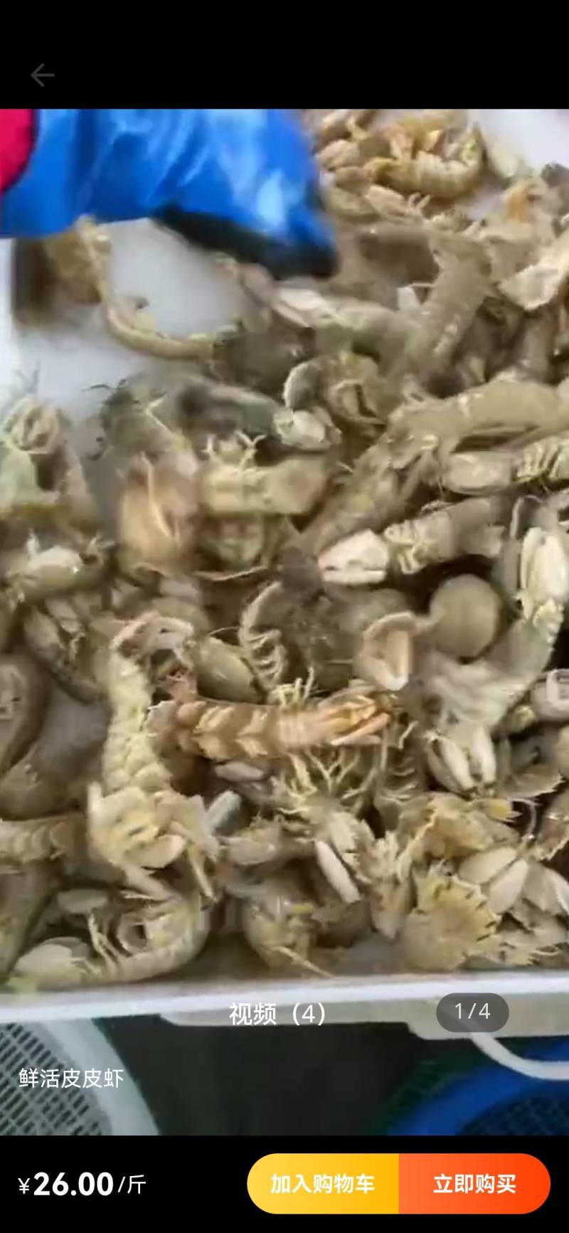 鲜活大皮皮虾皮虾虾爬子爬虾虾蛄