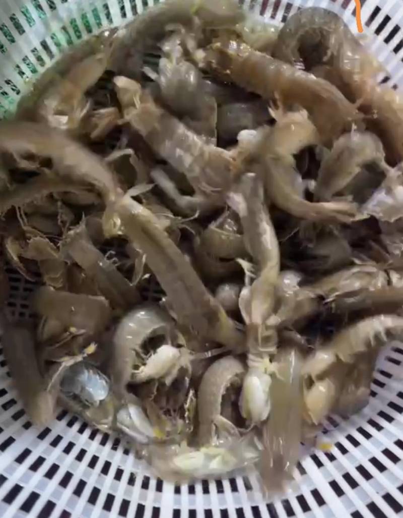 鲜活大皮皮虾皮虾虾爬子爬虾虾蛄