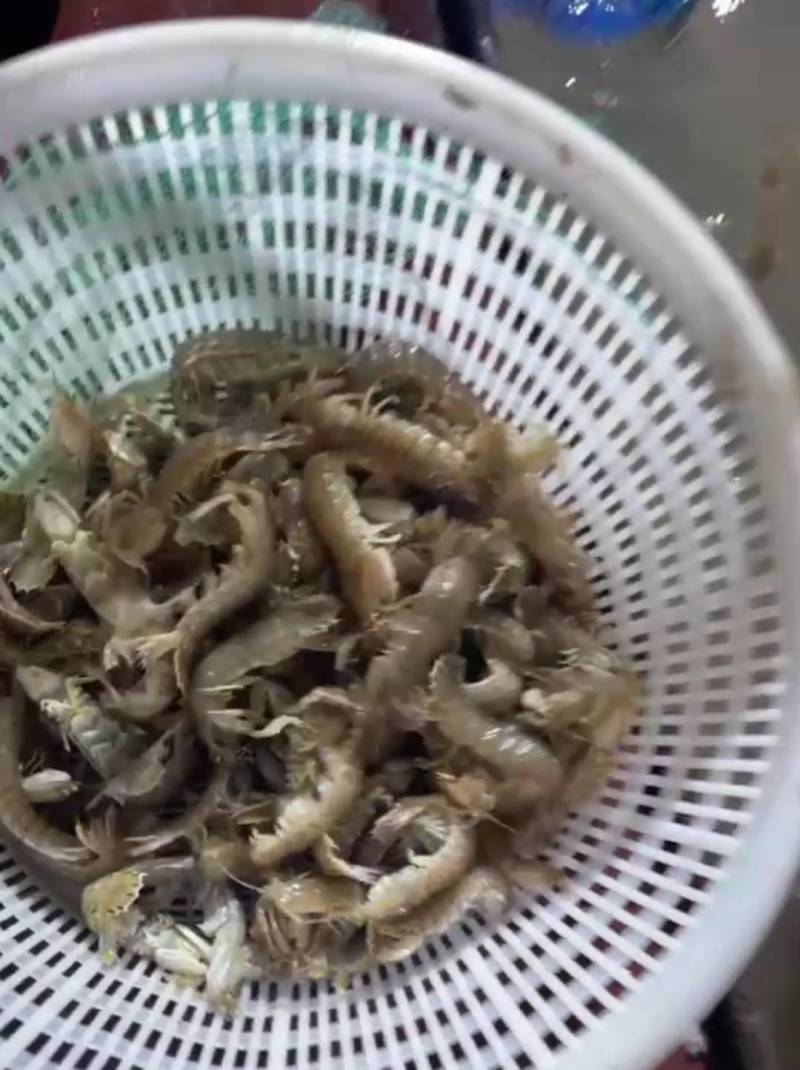 鲜活大皮皮虾皮虾虾爬子爬虾虾蛄