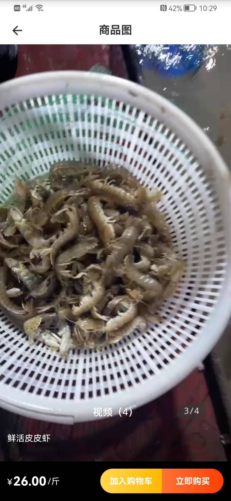 鲜活大皮皮虾皮虾虾爬子爬虾虾蛄