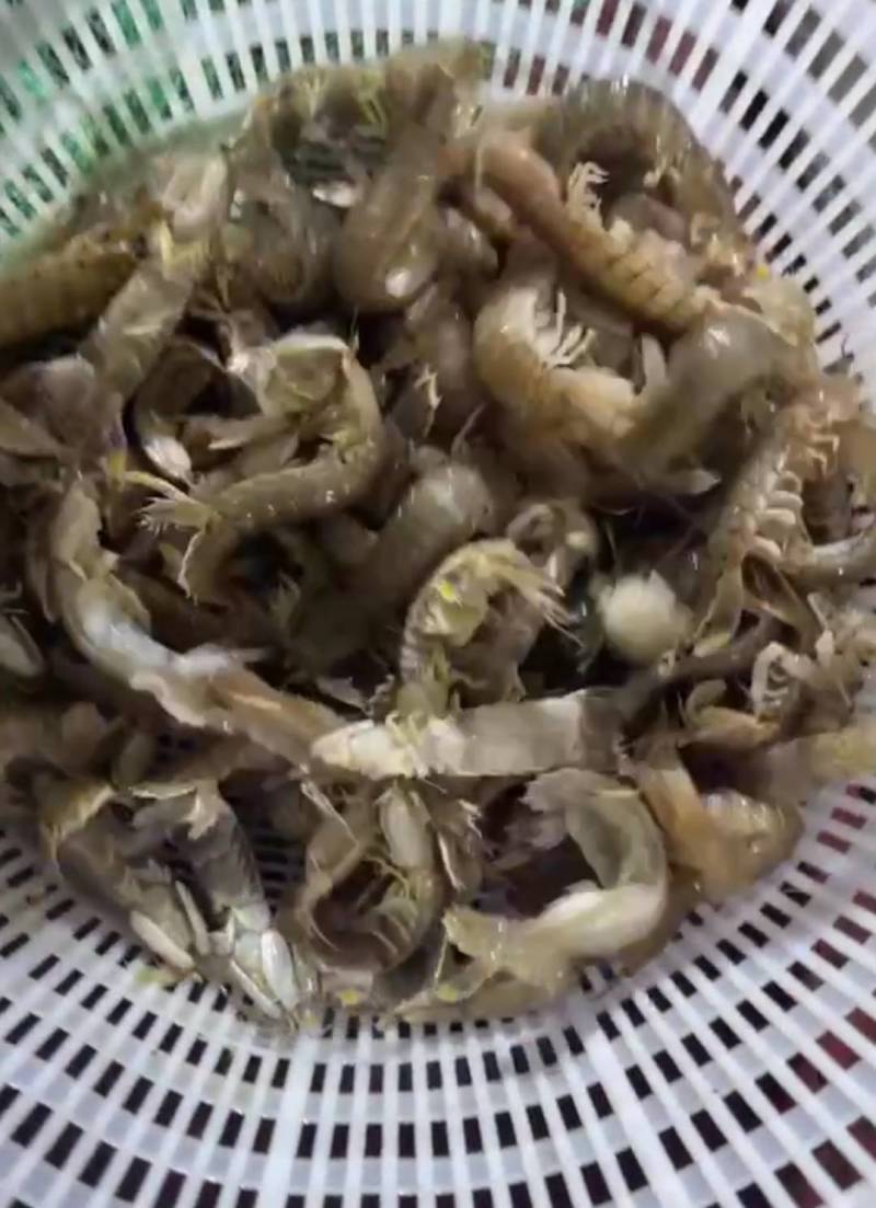鲜活大皮皮虾皮虾虾爬子爬虾虾蛄