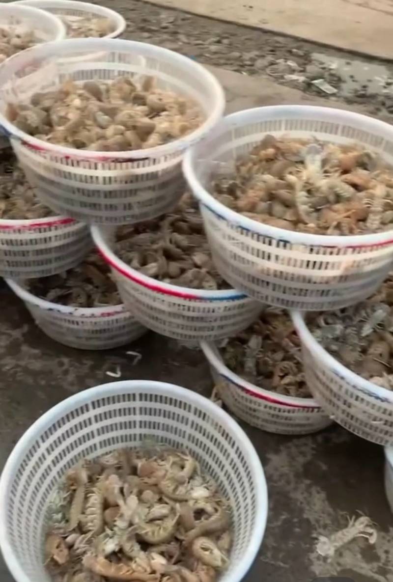 鲜活大皮皮虾皮虾虾爬子爬虾虾蛄