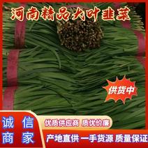 河南汝州韭菜产地直供量大从优全国发货提供全方位服务