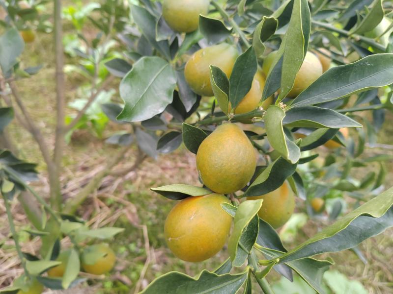 脆蜜金柑，脆蜜金桔口感好、品相亮，精品脆皮水果