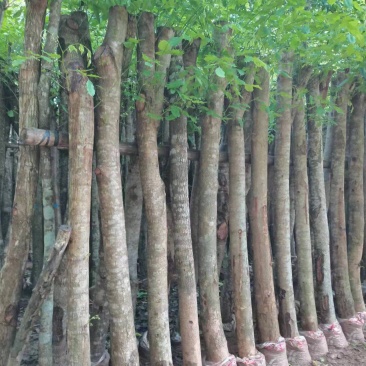 印度紫檀，绿化占地树