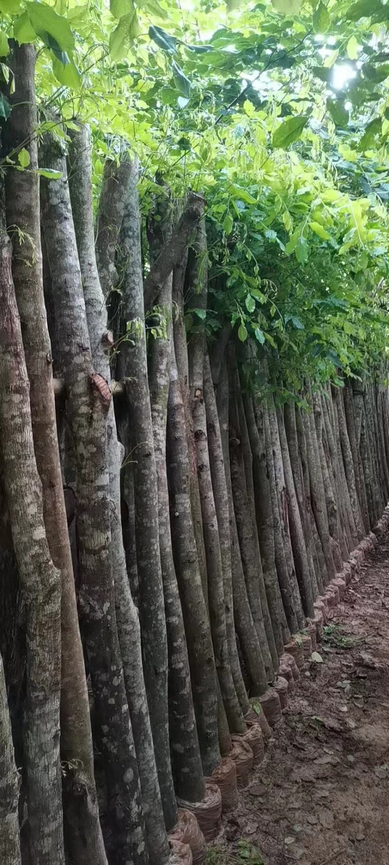印度紫檀，绿化占地树
