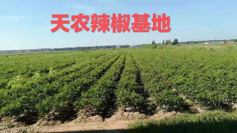 厂家自有基地湖南艳红小米辣剁椒优质原汁不参水剁辣椒