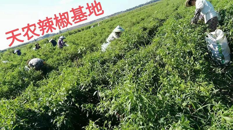 厂家自有基地湖南艳红小米辣剁椒优质原汁不参水剁辣椒