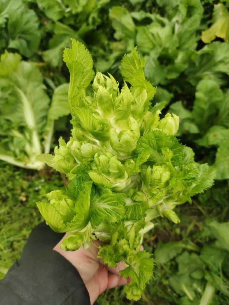 儿菜预售，产地直销，12月1日大量开售，精品儿大