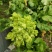 儿菜预售，产地直销，12月1日大量开售，精品儿大