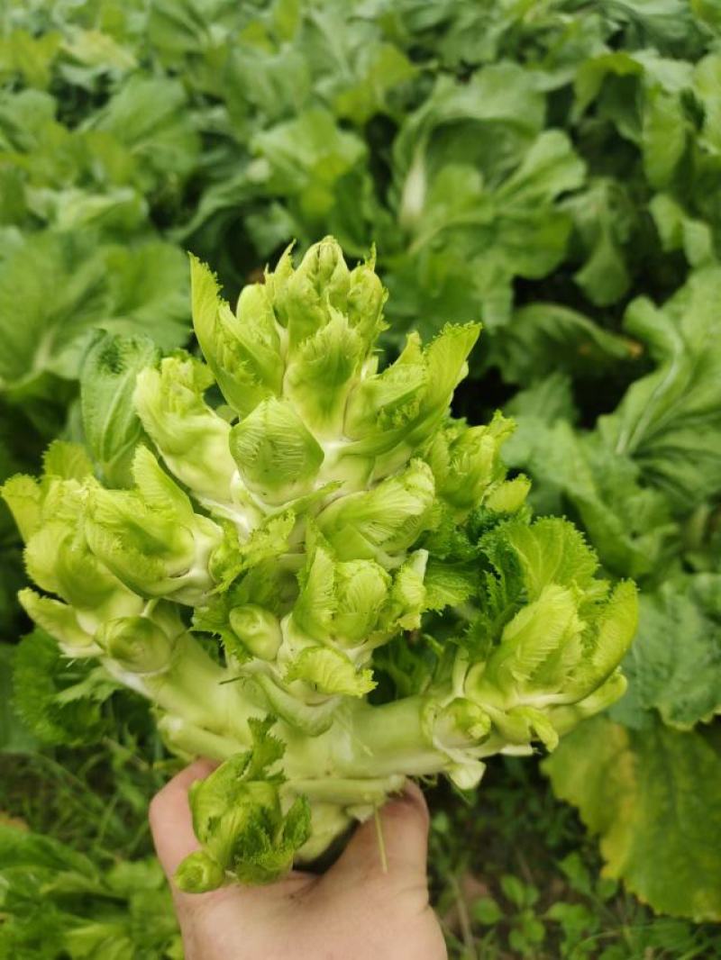 儿菜预售，产地直销，12月1日大量开售，精品儿大