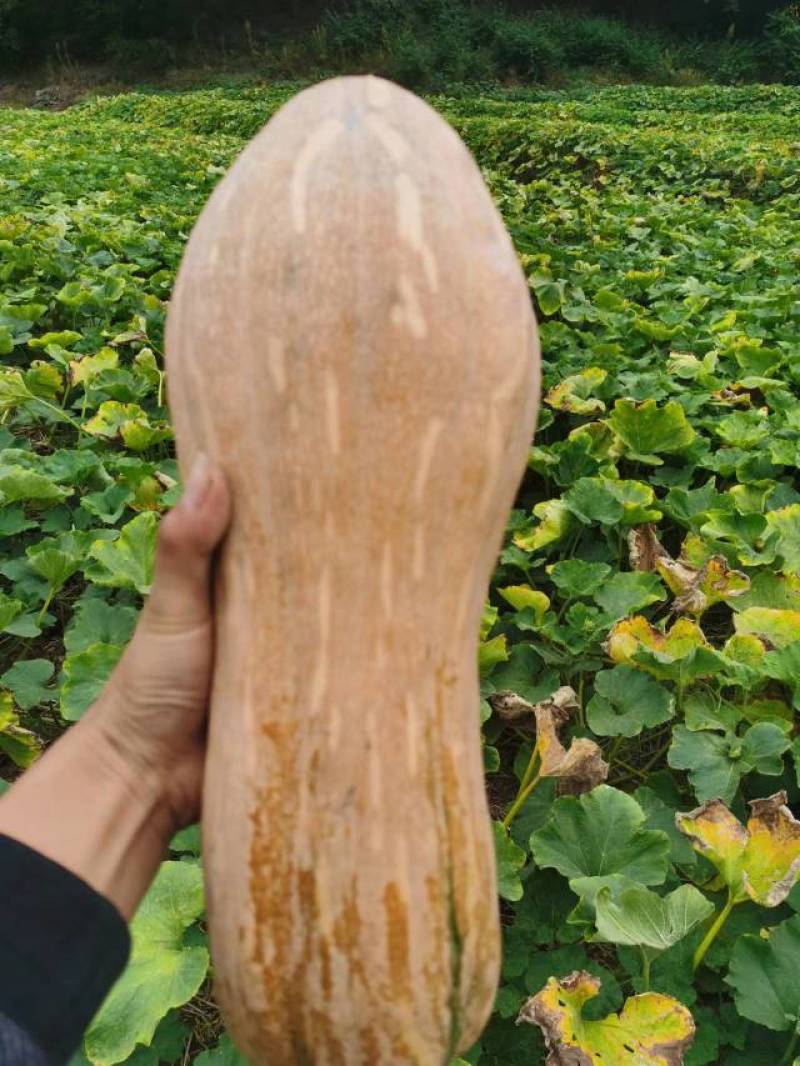 湖北密本南瓜，大量现货，支持市场，养殖各个规格。