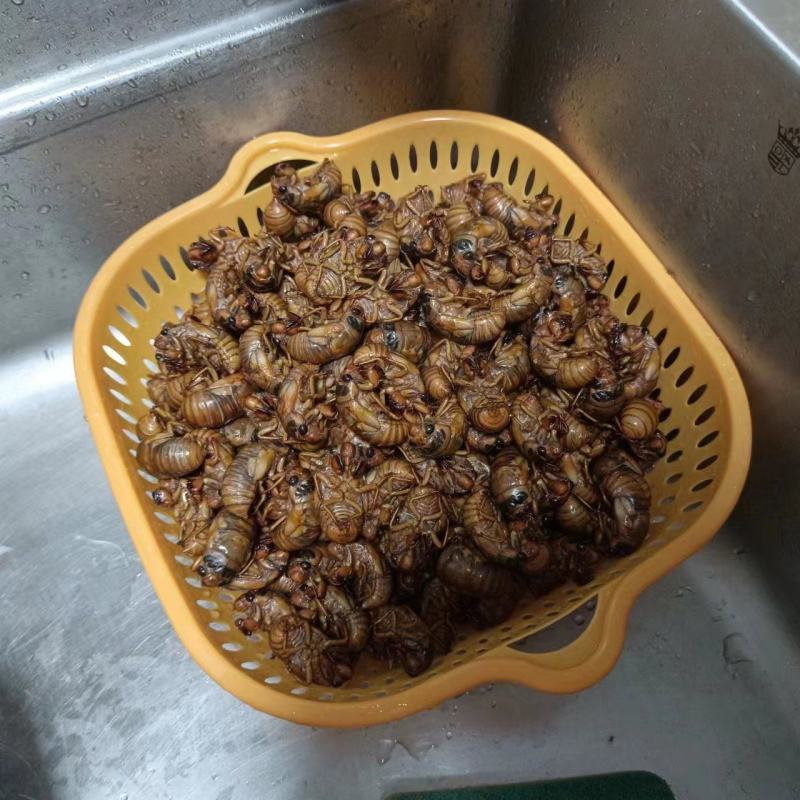 知了金蝉，白蝉，现货，瓶装，礼盒装都有，支持提前订购