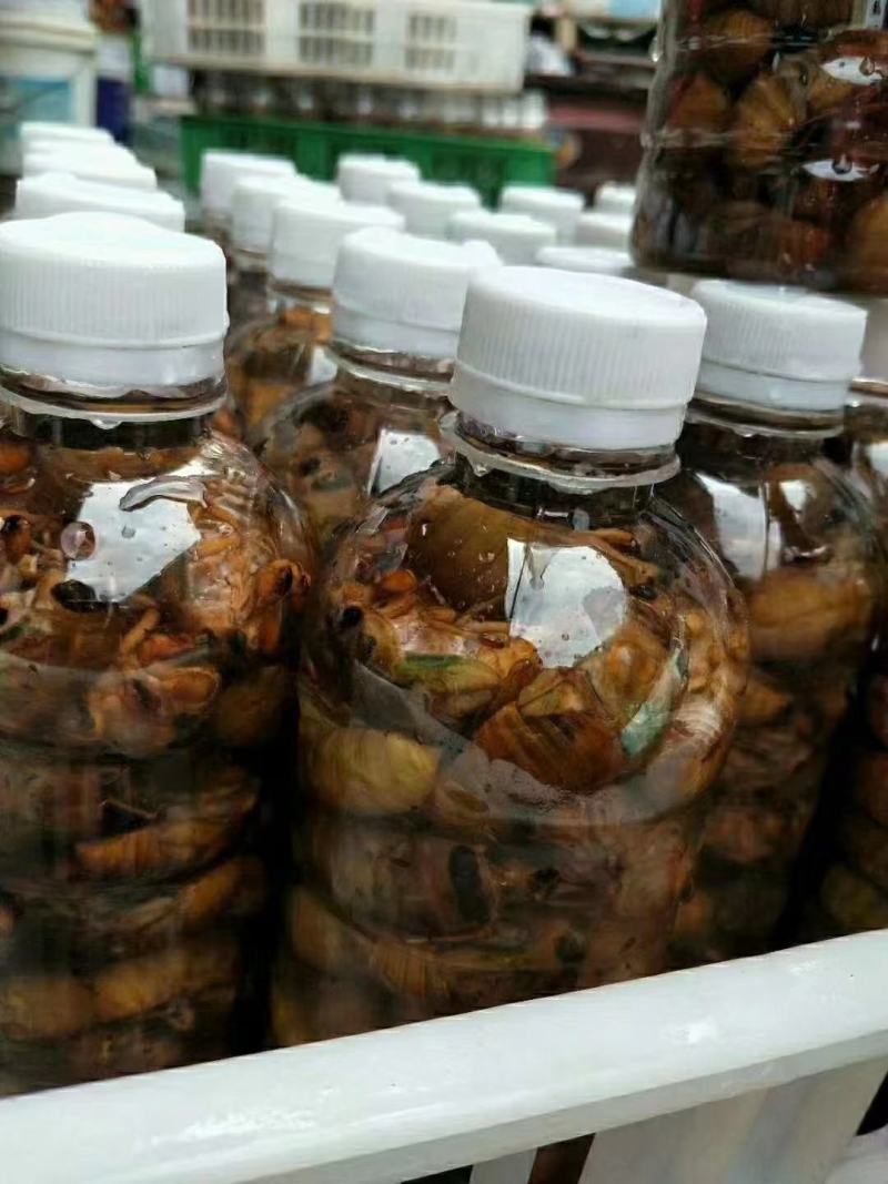 知了金蝉，白蝉，现货，瓶装，礼盒装都有，支持提前订购