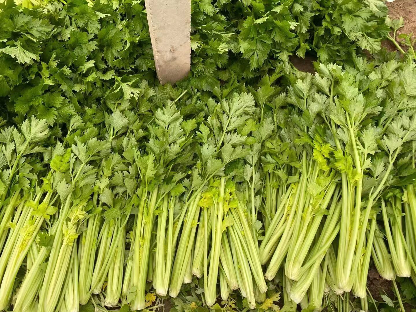 西芹切片与营养成分表对比图