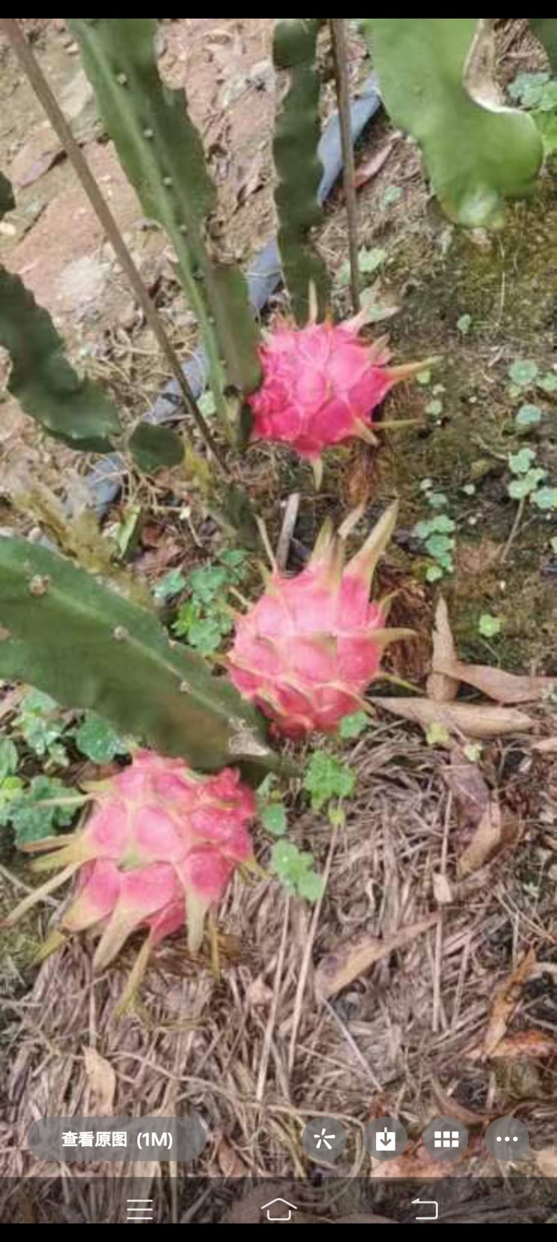 广西火龙果