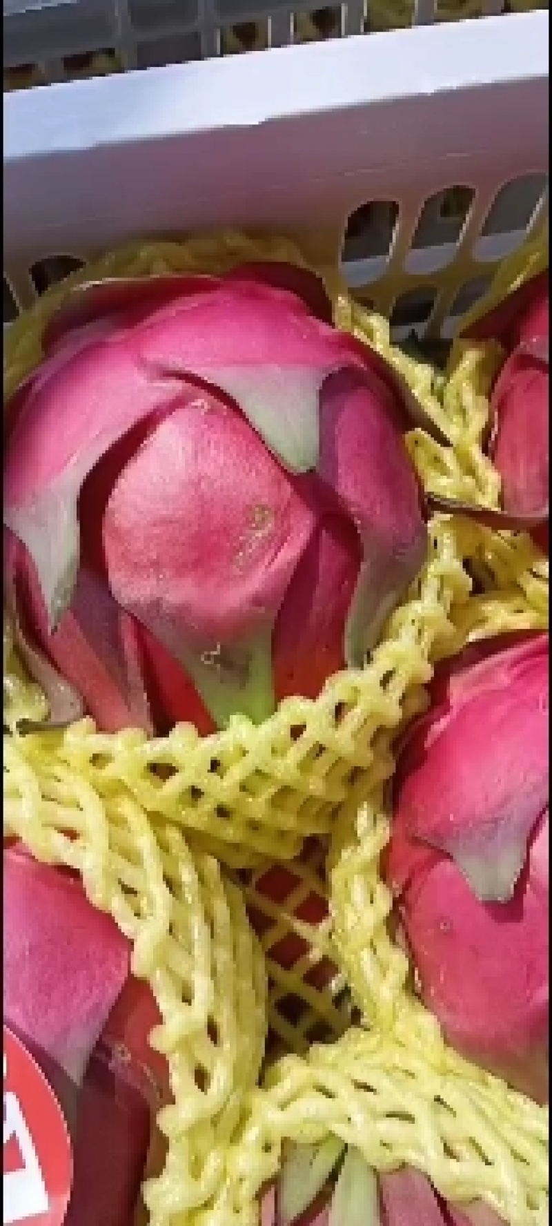 广西火龙果