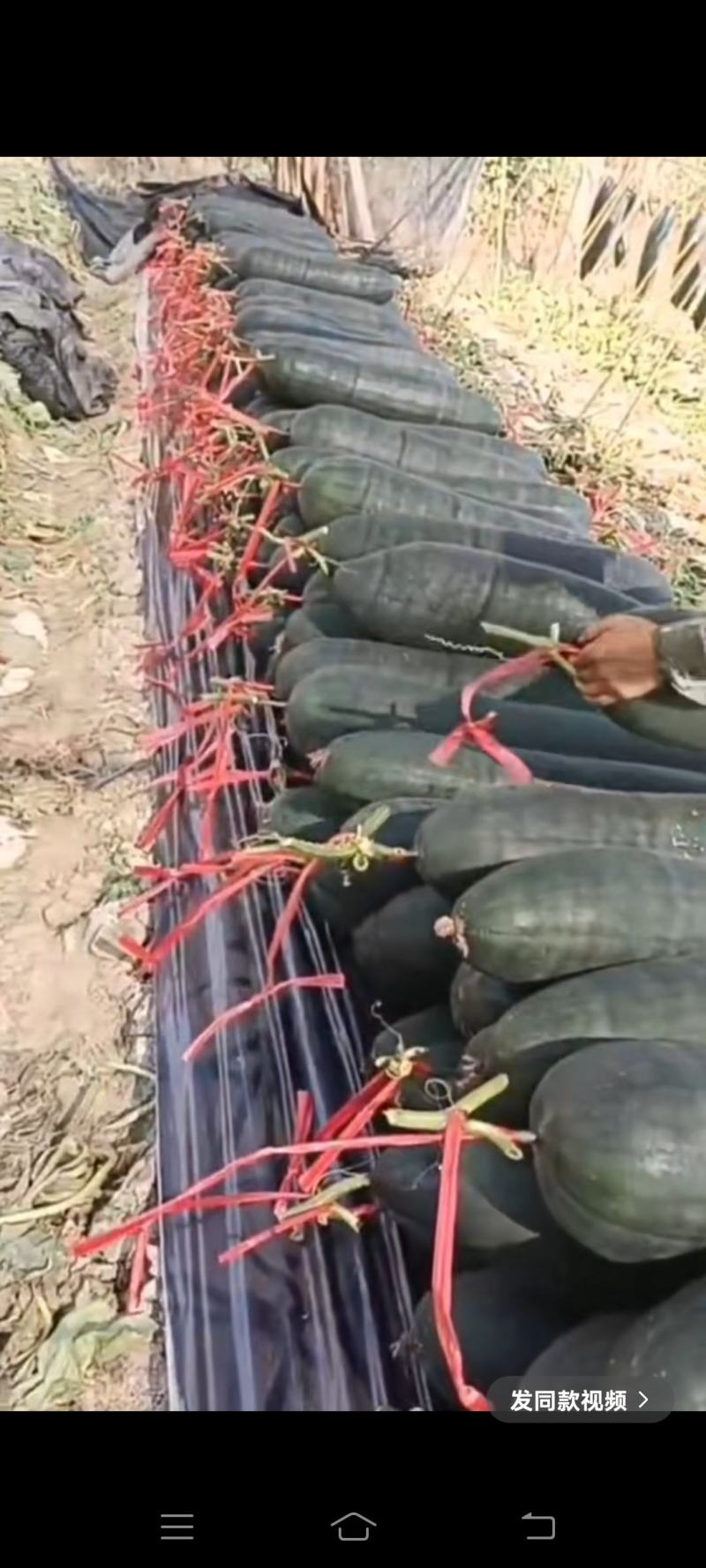 青皮黑皮大东瓜