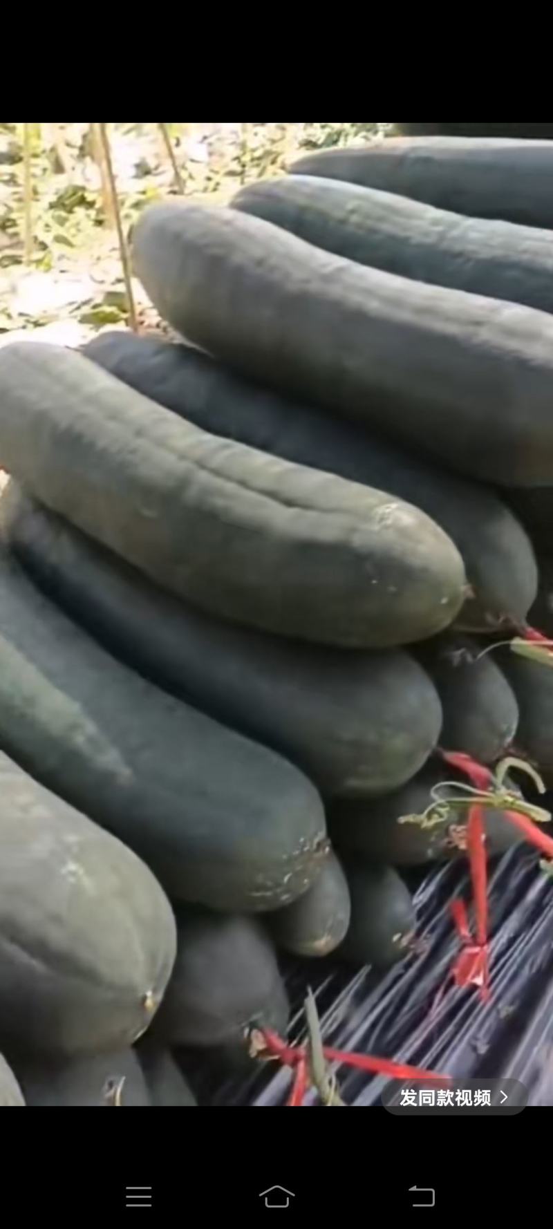 青皮黑皮大东瓜