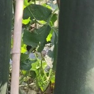 青皮黑皮大东瓜