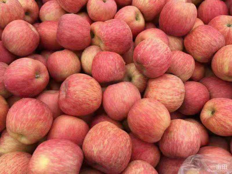 [.红富士苹果]山东苹果山区种植口感脆甜商超电商供应