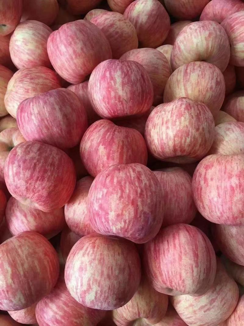 [.红富士苹果]山东苹果山区种植口感脆甜商超电商供应