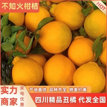 【不知火】柑桔四川丑橘脆嫩多汁产地直供物美价廉品质保证欢