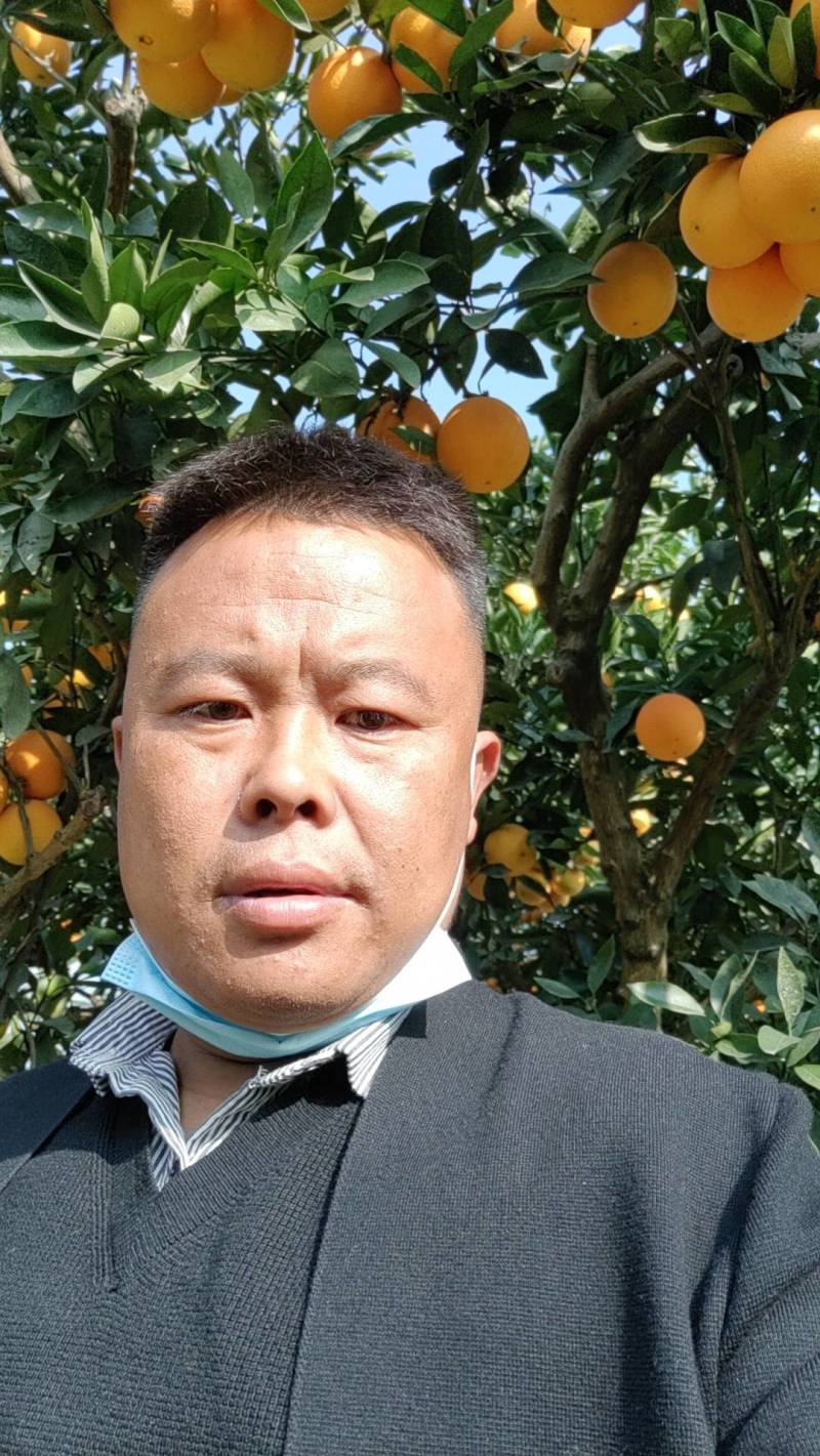 精品脐橙，百倍，血橙等，专业代收电商货各大平，诚信经营。