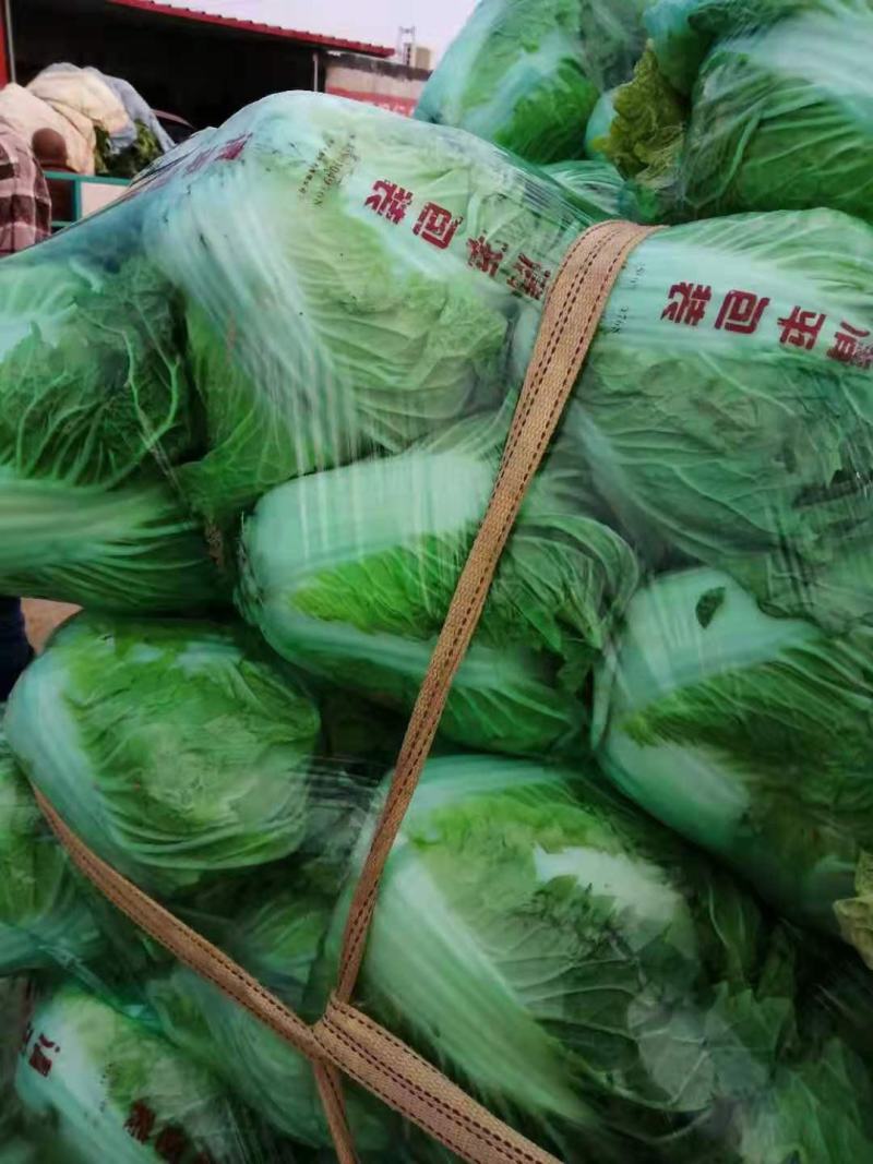 【牛商推荐】精品大白菜一手货源量大从优品种好，大量有货