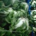 【牛商推荐】精品大白菜一手货源量大从优品种好，大量有货