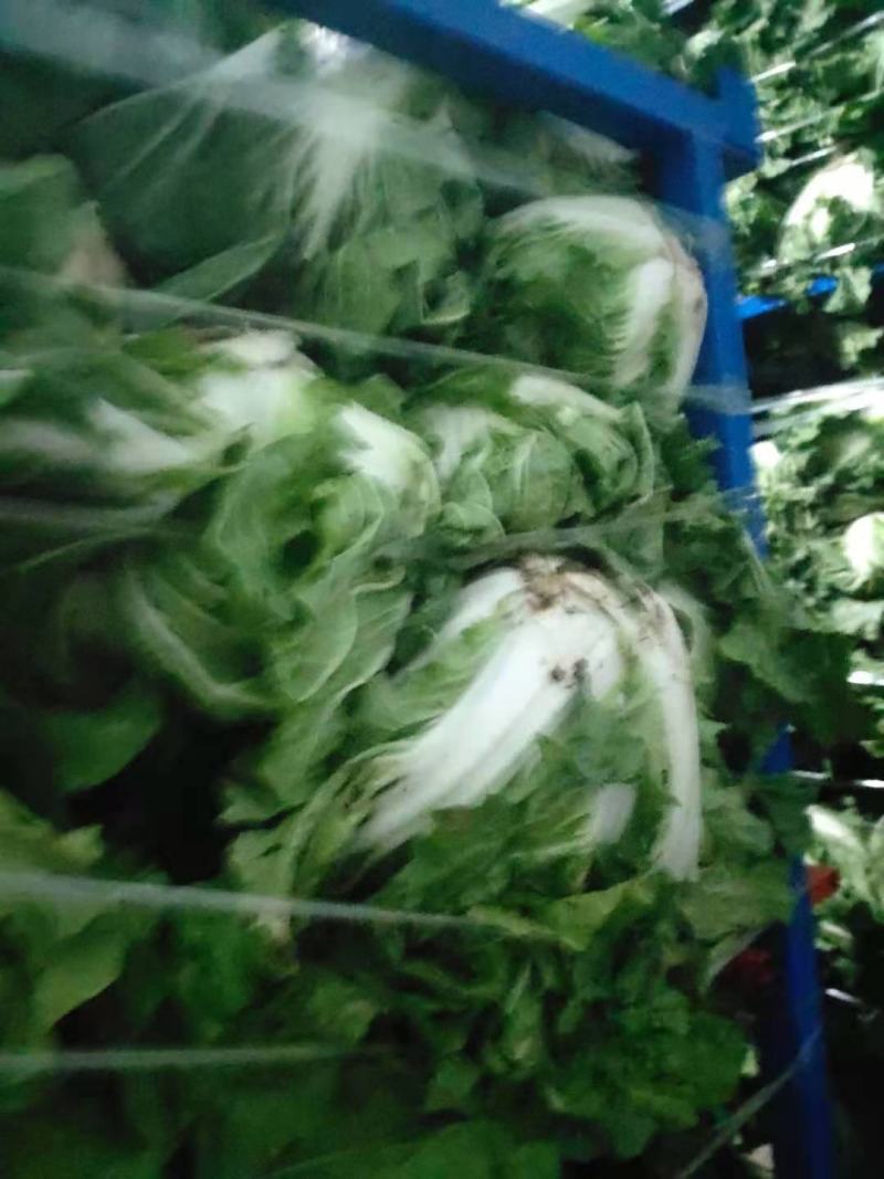 【牛商推荐】精品大白菜一手货源量大从优品种好，大量有货