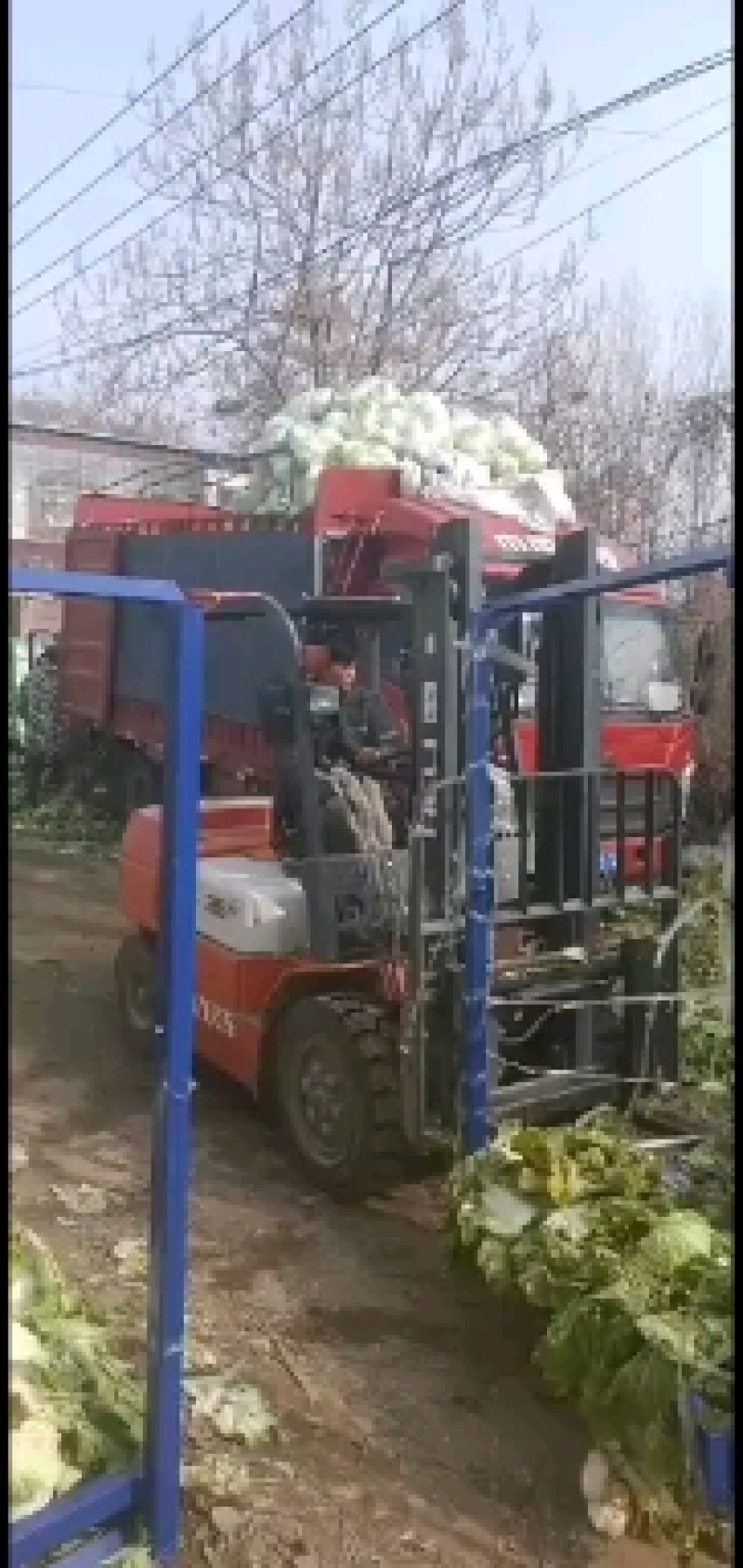 【牛商推荐】精品大白菜一手货源量大从优品种好，大量有货