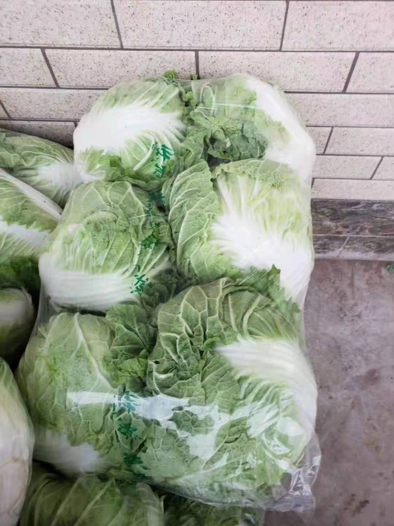 【牛商推荐】精品大白菜一手货源量大从优品种好，大量有货
