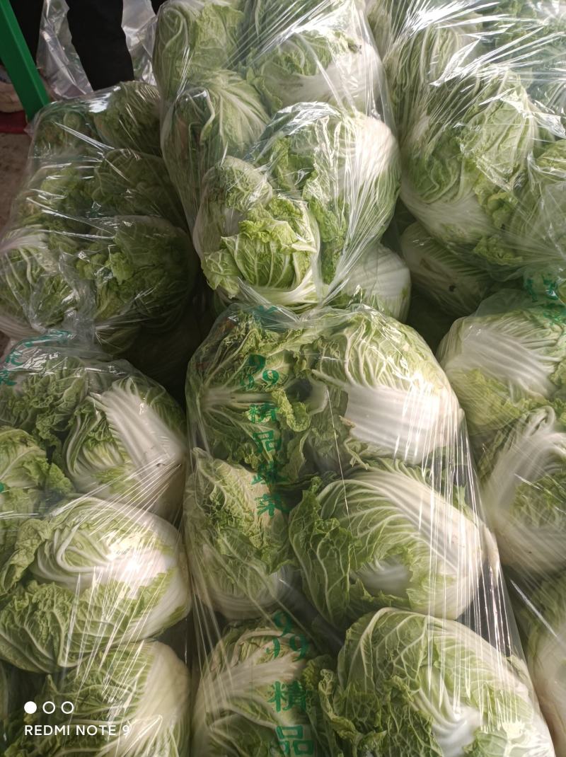 【牛商推荐】精品大白菜一手货源量大从优品种好，大量有货