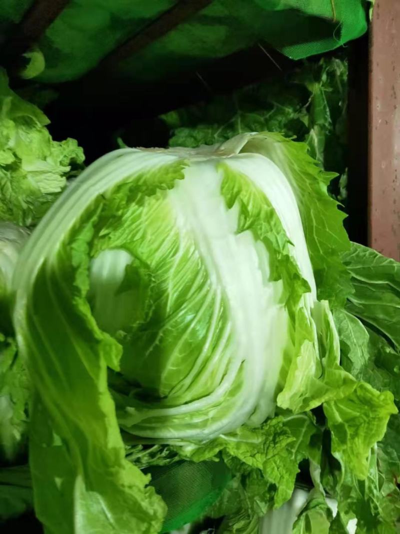 【牛商推荐】精品大白菜一手货源量大从优品种好，大量有货