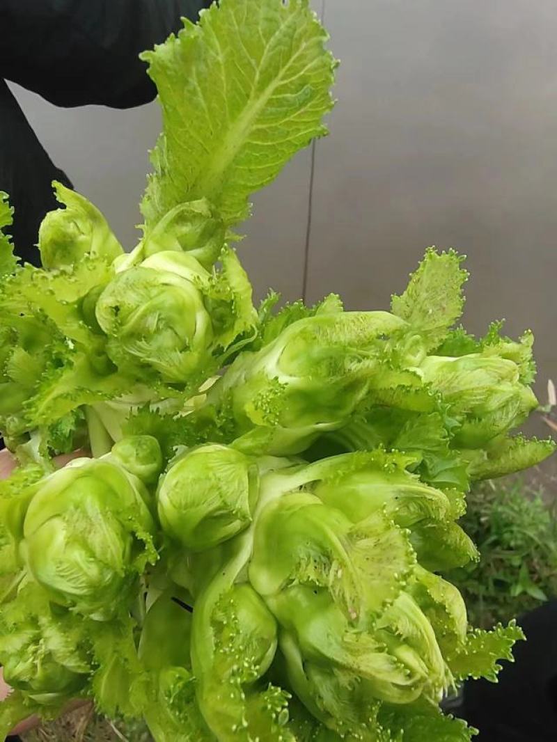 儿菜