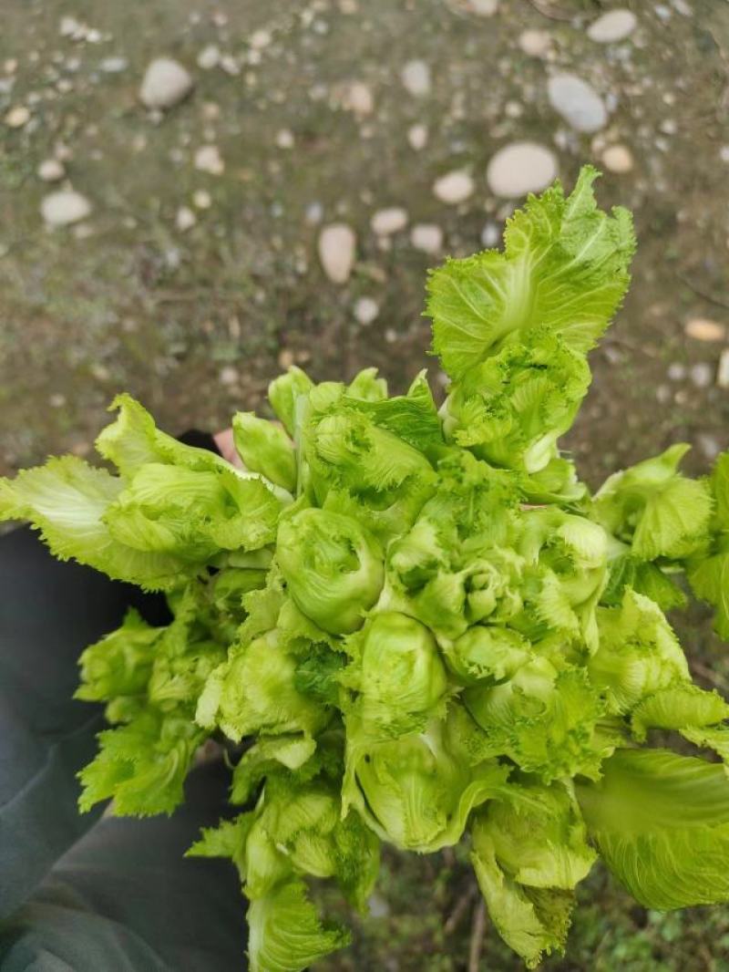 儿菜