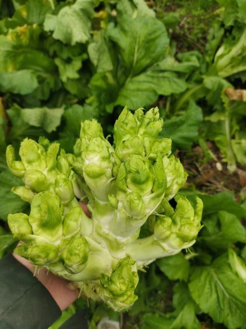 儿菜
