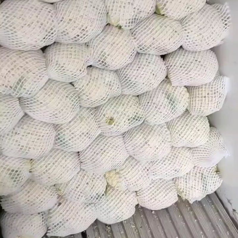 精品散花，松花菜，每天大量供应，质美价优欢迎全国客商订购