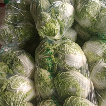 【牛商推荐】精品大白菜一手货源量大从优品种好，大量有货