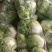 【牛商推荐】精品大白菜一手货源量大从优品种好，大量有货