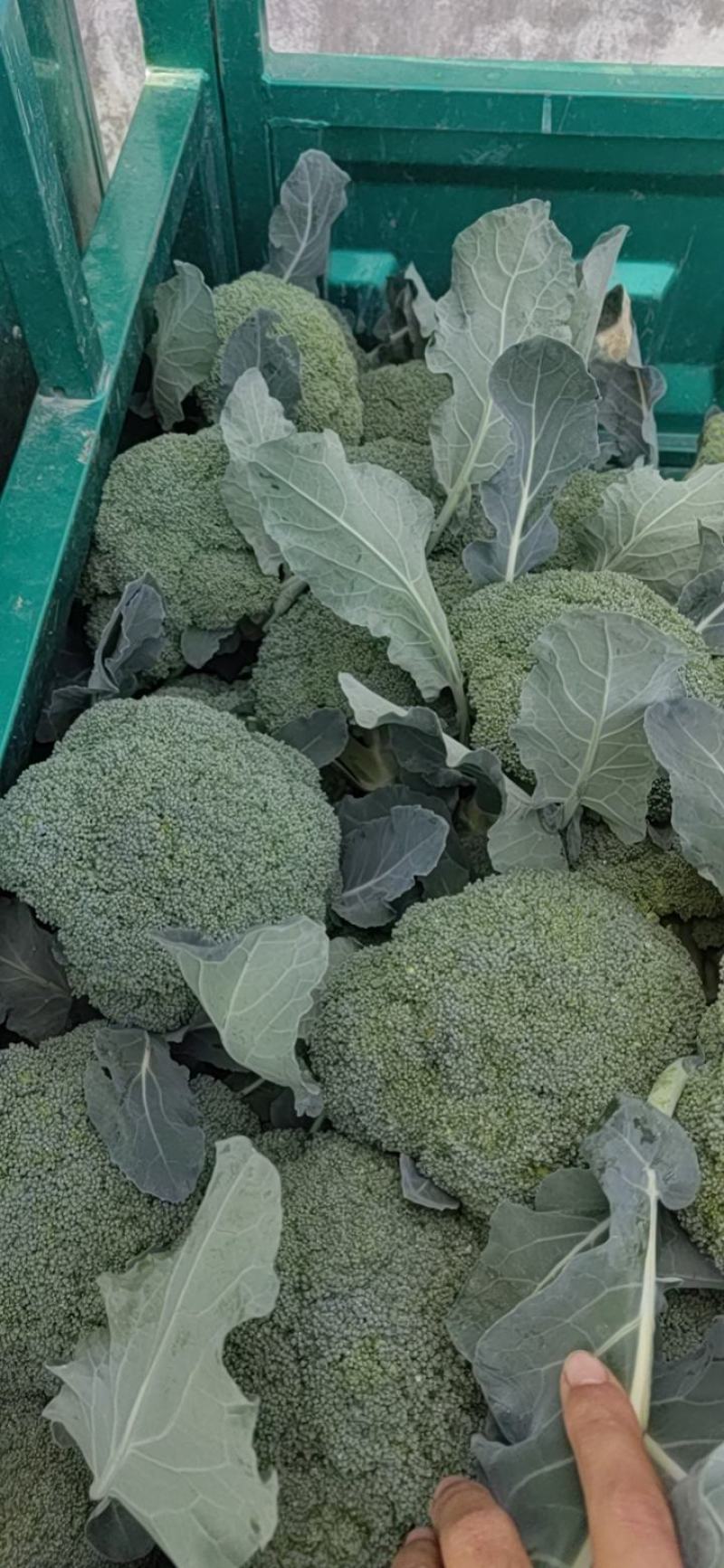 热销精品，（西兰花），产地直供，货源充足。